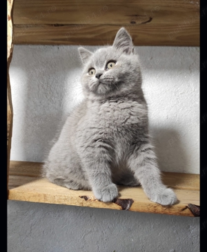 British shorthair blue - imagine 3