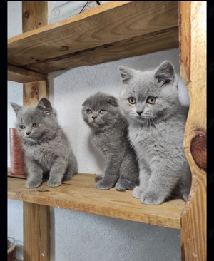 British shorthair blue - imagine 4