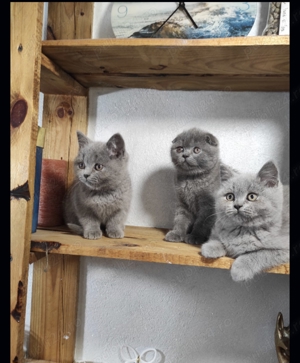British shorthair blue - imagine 5