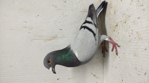 Porumbei voiajori sport  - imagine 4