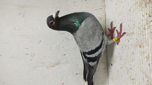 Porumbei voiajori sport  - imagine 3