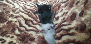 Iepurași de diferite rase mărimi și culori  - imagine 4