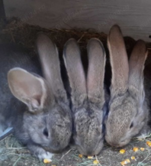 Iepurași de diferite rase mărimi și culori  - imagine 3