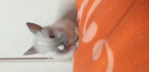 Iepurași de diferite rase mărimi și culori  - imagine 5