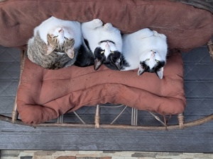 dau spre adoptie pisicute jucause - imagine 4 dau spre adoptie pisicute jucause - imagine 4