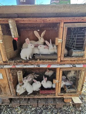 Iepuri hycole  - imagine 2