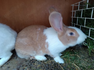 Iepuri hycole  - imagine 3