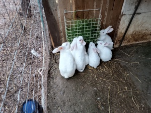 Iepuri hycole  - imagine 4