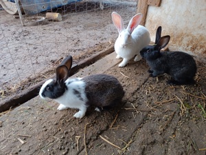 Iepuri hycole  - imagine 5