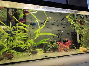 Pesti acvariu Molly-Xifo-Betta - imagine 3