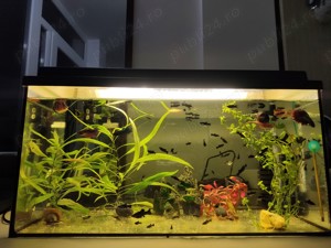 Pesti acvariu Molly-Xifo-Betta - imagine 5