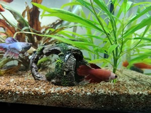 Pesti acvariu Molly-Xifo-Betta - imagine 4