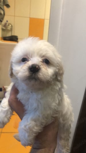 bichon maltez talie normala