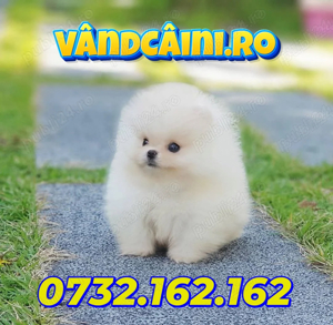 Pomeranian Cu sau fara Pedigree- Factura,Microcip,Carnet,Inregistrare-Livrare la Bucuresti