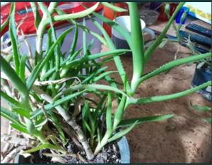 aloe vera - 5-10 plante inalte de cca 50cm vechi de peste 2 ani - bune pt tratament