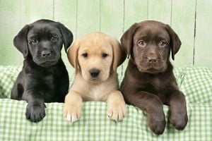 Labrador Retriever - rasa ideala pentru copii - Livrare in toata tara