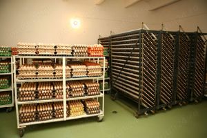 Operator stație incubație Cărpiniș, jud. Brașov