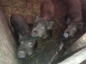 Vand porci crescuti cu hrana bio