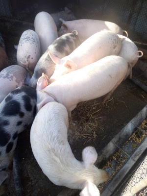 vand porci soldani  - imagine 2 vand porci soldani  - imagine 2