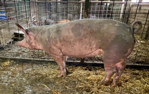porci scroafe