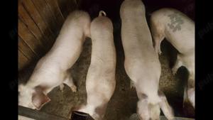 Vand Porci de carne - imagine 4