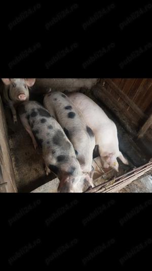 Vand Porci de carne - imagine 3