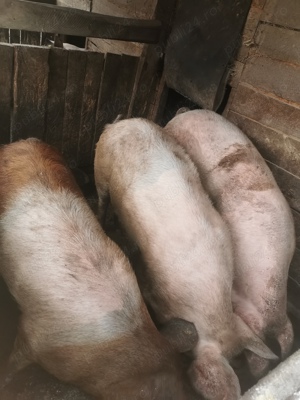 Vand Porci de carne - imagine 2