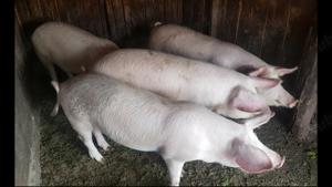 Vand Porci de carne - imagine 5