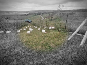 Vand curcani - imagine 2 Vand curcani - imagine 2