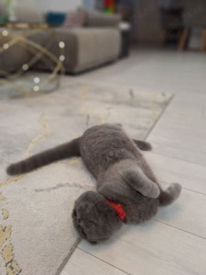 motan scotish fold  - imagine 3