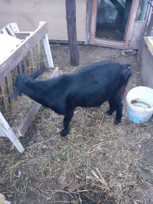 Țapi de vânzare  - imagine 3 Țapi de vânzare  - imagine 3