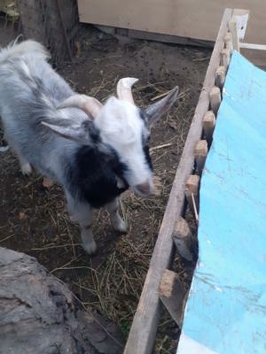 Țapi de vânzare  - imagine 2 Țapi de vânzare  - imagine 2