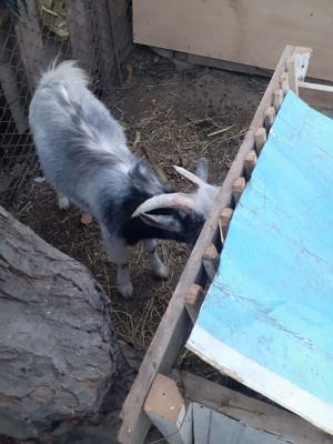 Țapi de vânzare  - imagine 4 Țapi de vânzare  - imagine 4