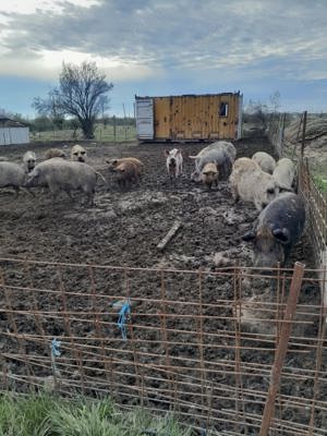 Purcelusi Pietrean cu Mistret intarcati - imagine 3