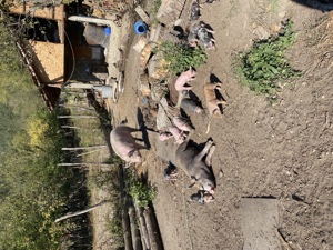 Vând purcei frumoși  - imagine 3 Vând purcei frumoși  - imagine 3