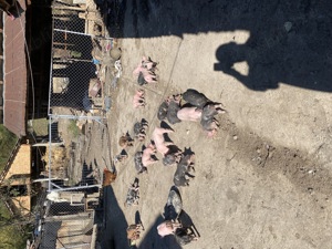 Vând purcei frumoși  - imagine 2 Vând purcei frumoși  - imagine 2