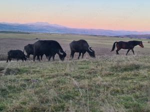 Vând bivolite și taur de bivol - imagine 4