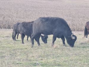 Vând bivolite și taur de bivol - imagine 2