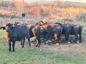 Vând bivolite și taur de bivol - imagine 3