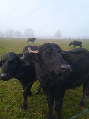 Vând bivolite și taur de bivol - imagine 5