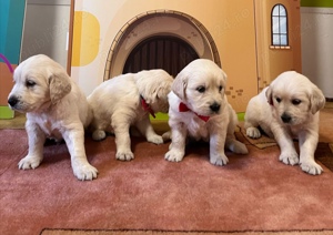 Puiuti golden retriever cu pedigree!  - imagine 2 Puiuti golden retriever cu pedigree!  - imagine 2