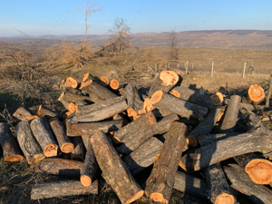 Schimb trunchiuri de mar pe deseuri cherestea