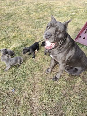  Vand Cane Corso, rasa pura - imagine 3