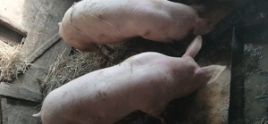 vând porci  120 kg  - imagine 2 vând porci  120 kg  - imagine 2