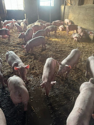 purcei de vanzare - imagine 3 purcei de vanzare - imagine 3