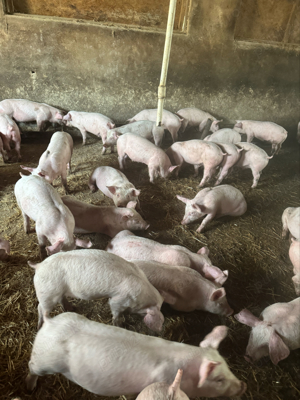 purcei de vanzare - imagine 2 purcei de vanzare - imagine 2