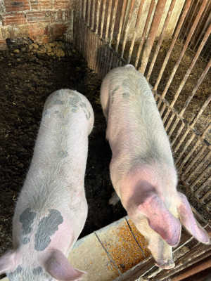 porci de rasă - imagine 5 porci de rasă - imagine 5