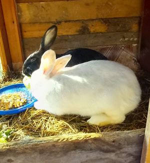 Iepurași blânzi  - imagine 2 Iepurași blânzi  - imagine 2