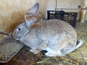 Vând iepurii comuni  - imagine 3