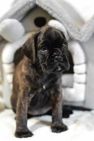 Pui Boxer cu pedigree  - imagine 4